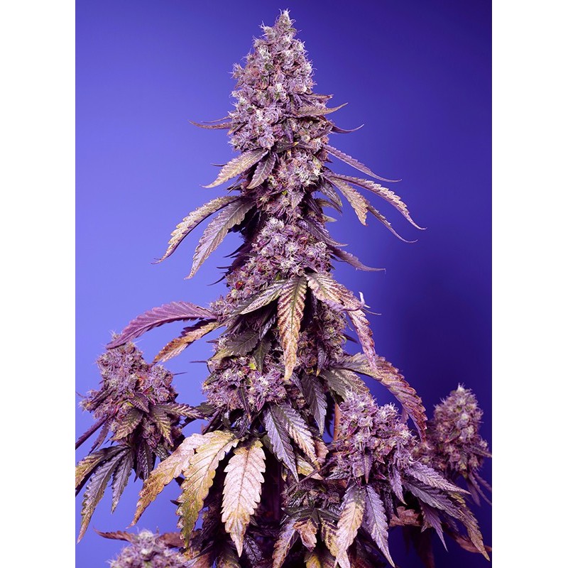BLACK MUFFIN F1 FAST VERSION  · Sweet Seeds · cannabis seeds · Fem