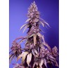 BLACK MUFFIN F1 FAST VERSION  · Sweet Seeds · cannabis seeds · Fem