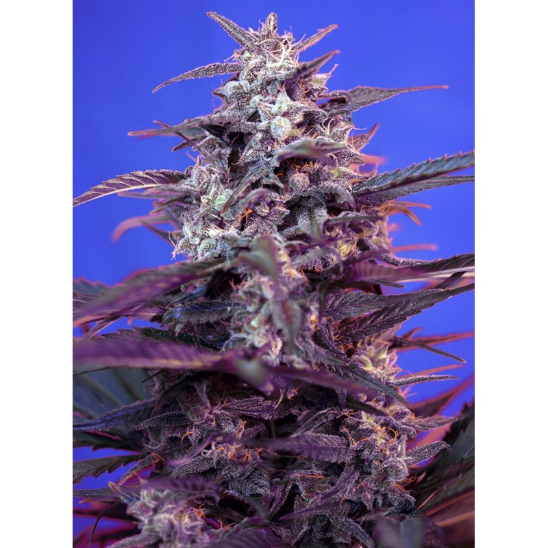 BLOODY SKUNK AUTO · Sweet Seeds · cannabis seeds · AutoFem