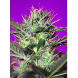 BOTAFUMEIROS · Sweet Seeds...
