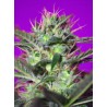 BOTAFUMEIROS · Sweet Seeds · cannabis seeds · Fem