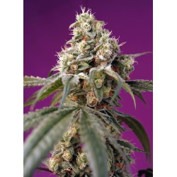 BRUCE BANNER AUTO · Sweet...