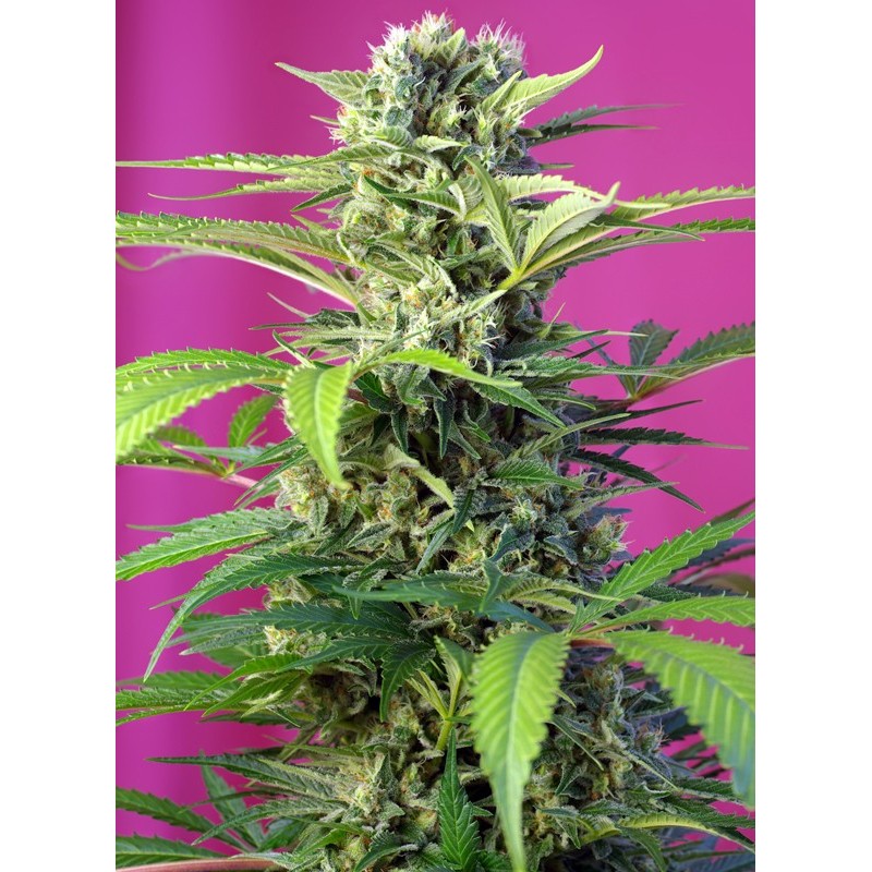 CHEM BEYOND DIESEL CBD · Sweet Seeds · cannabis seeds · Fem