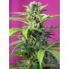 CHEM BEYOND DIESEL CBD · Sweet Seeds · cannabis seeds · Fem