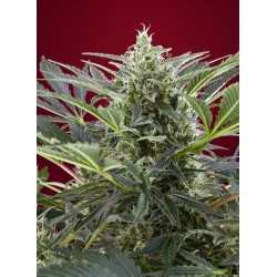 CREAM 47 · Sweet Seeds ·...