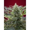 CREAM 47 · Sweet Seeds · cannabis seeds · Fem