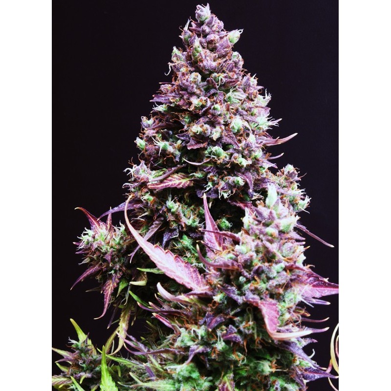 CREAM CARAMEL AUTO · Sweet Seeds · cannabis seeds · AutoFem