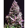 CREAM CARAMEL AUTO · Sweet Seeds · cannabis seeds · AutoFem