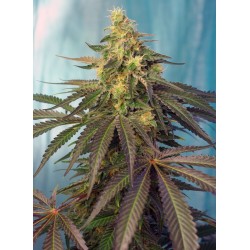 CREAM CARAMEL CBD · Sweet...