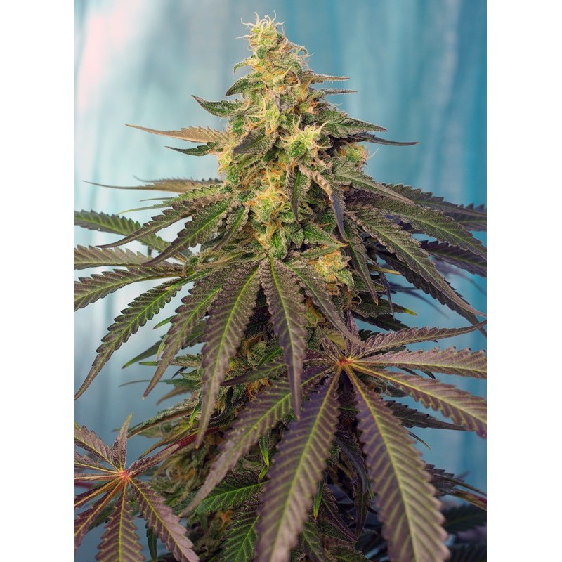 CREAM CARAMEL CBD · Sweet Seeds · cannabis seeds · Fem