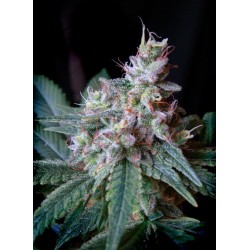 CREAM CARAMEL · Sweet Seeds...