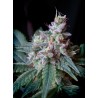 CREAM CARAMEL · Sweet Seeds · cannabis seeds · Fem
