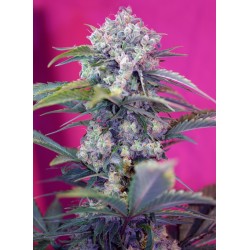 CREAM MANDARINE AUTO ·...