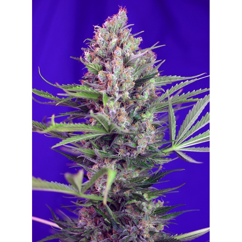 CREAM MANDARINE F1 FAST VERSION · Sweet Seeds · cannabis seeds · Fem