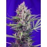 CREAM MANDARINE F1 FAST VERSION · Sweet Seeds · cannabis seeds · Fem