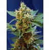 CREAM MANDARINE XL AUTO · Sweet Seeds · cannabis seeds · AutoFem