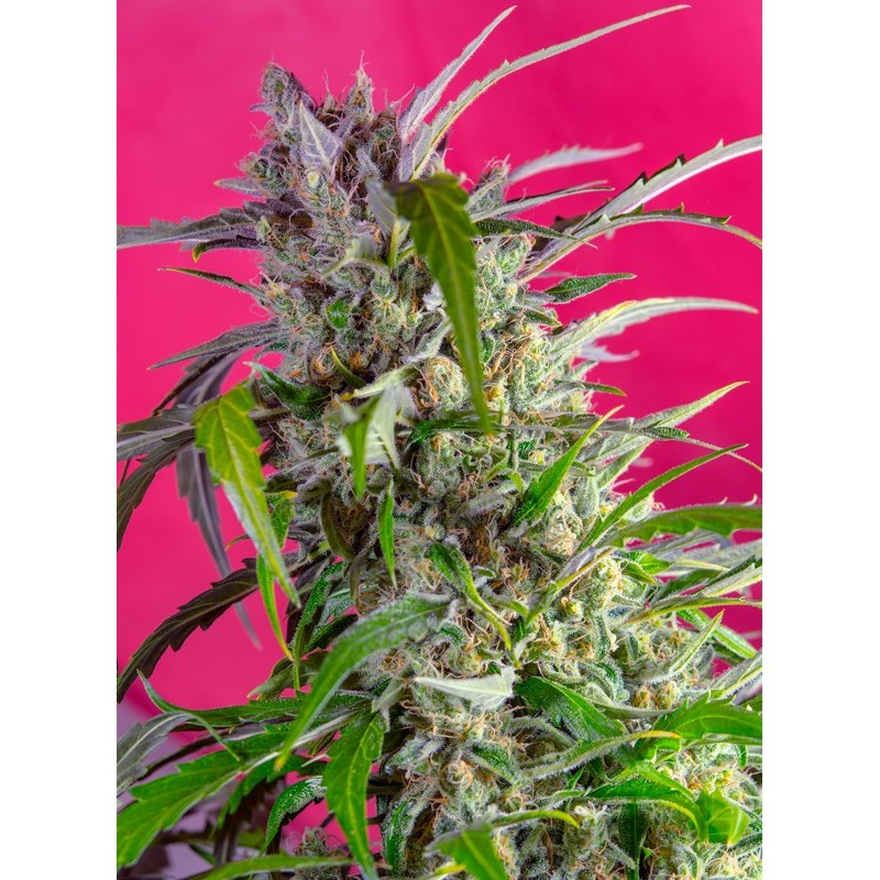 CRYSTAL CANDY AUTO · Sweet Seeds · cannabis seeds · AutoFem