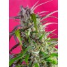 CRYSTAL CANDY AUTO · Sweet Seeds · cannabis seeds · AutoFem