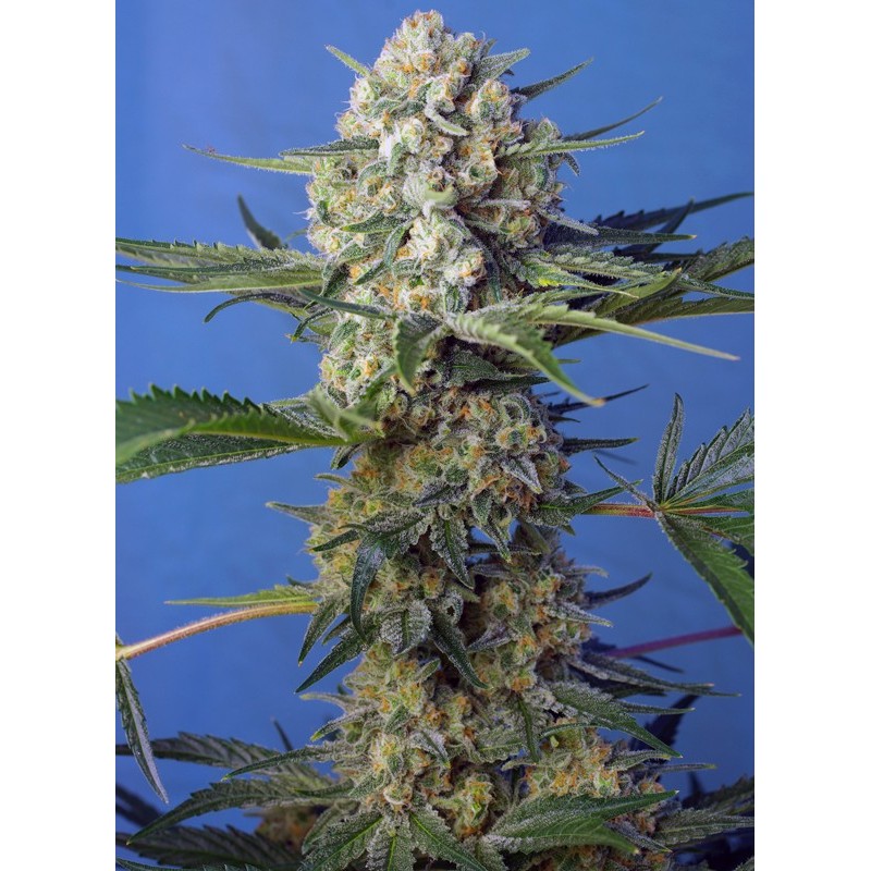CRYSTAL CANDY F1 FAST VERSION · Sweet Seeds · cannabis seeds · Fem