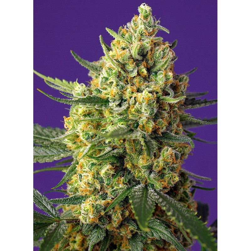 CRYSTAL CANDY XL AUTO · Sweet Seeds · cannabis seeds · AutoFem