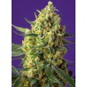 CRYSTAL CANDY XL AUTO · Sweet Seeds · cannabis seeds · AutoFem