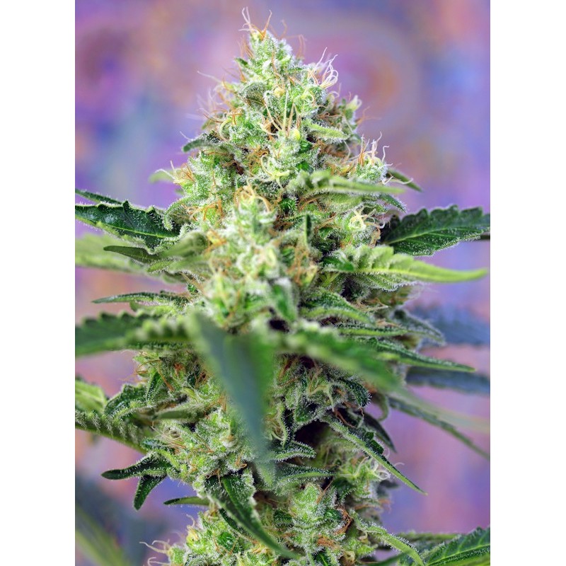 CRYSTAL CANDY · Sweet Seeds · cannabis seeds · Fem