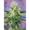 CRYSTAL CANDY · Sweet Seeds · cannabis seeds · Fem