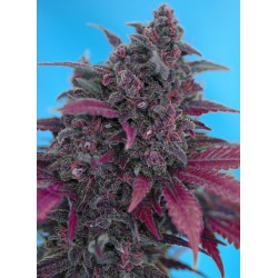 DARK DEVIL AUTO · Sweet...
