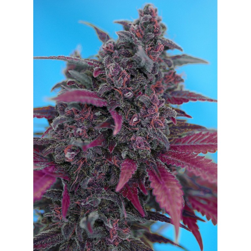 DARK DEVIL AUTO · Sweet Seeds · cannabis seeds · AutoFem
