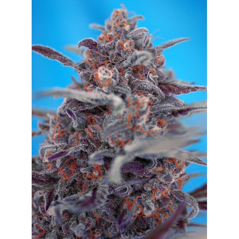 DEVIL CREAM AUTO · Sweet Seeds · cannabis seeds · AutoFem