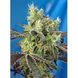 DOS-SWEET-DOS · Sweet Seeds...