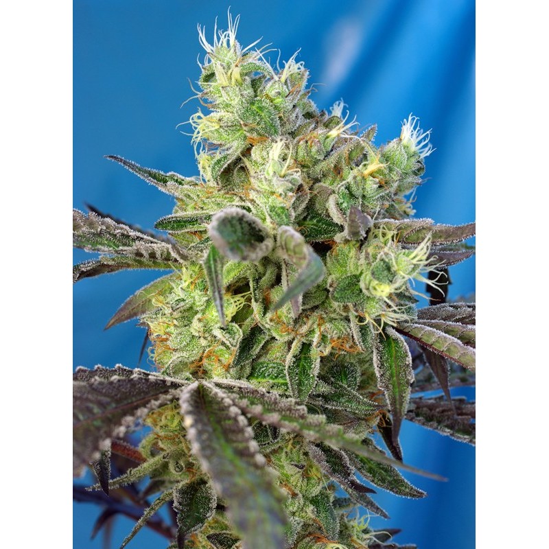 DOS-SWEET-DOS · Sweet Seeds · cannabis seeds · Fem