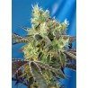 DOS-SWEET-DOS · Sweet Seeds · cannabis seeds · Fem