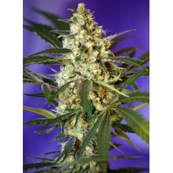 FAST BUD AUTO · Sweet Seeds...
