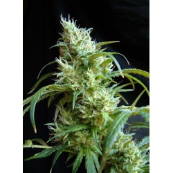 FLASH BACK 2 · Sweet Seeds...