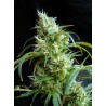 FLASH BACK 2 · Sweet Seeds · cannabis seeds · Fem