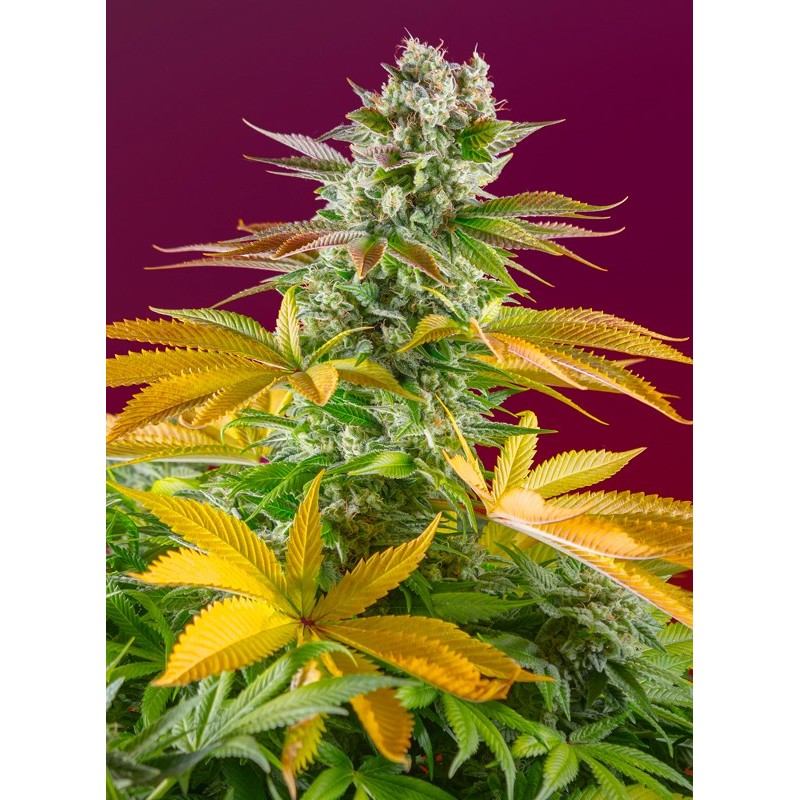 GORILLA GIRL F1 FAST VERSION · Sweet Seeds · cannabis seeds · Fem