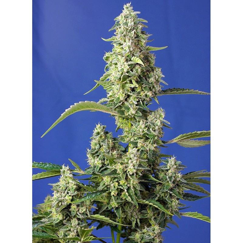 GORILLA GIRL XL AUTO · Sweet Seeds · cannabis seeds · AutoFem