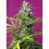 GORILLA GIRL · Sweet Seeds · cannabis seeds · Fem