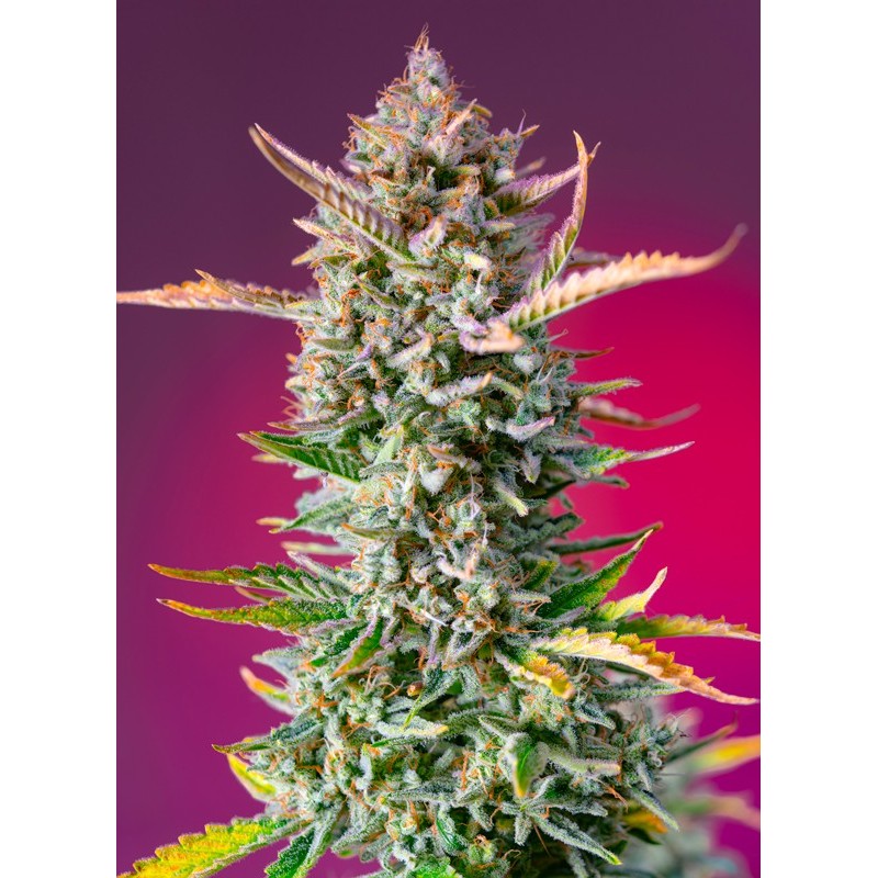 GORILLA SHERBET F1 FAST VERSION · Sweet Seeds · cannabis seeds · Fem
