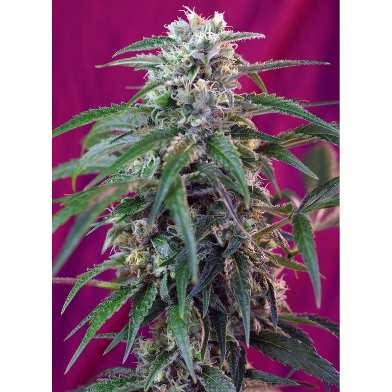 GREEN POISON AUTO · Sweet Seeds · cannabis seeds · AutoFem