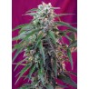 GREEN POISON AUTO · Sweet Seeds · cannabis seeds · AutoFem