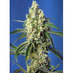 GREEN POISON CBD · Sweet...