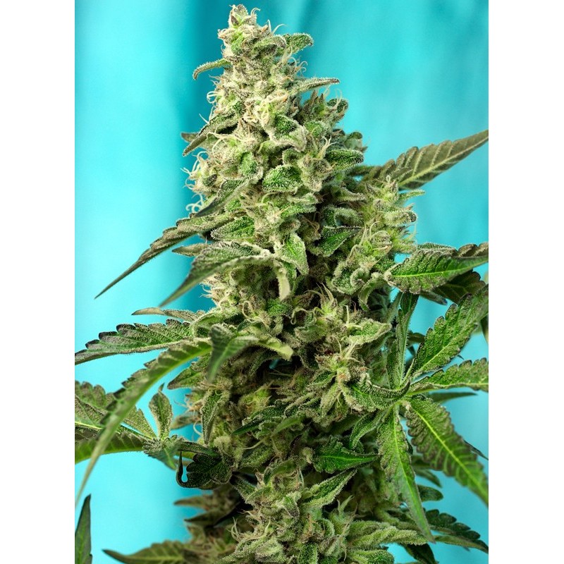 GREEN POISON F1 FAST VERSION · Sweet Seeds · cannabis seeds · Fem
