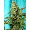 GREEN POISON F1 FAST VERSION · Sweet Seeds · cannabis seeds · Fem