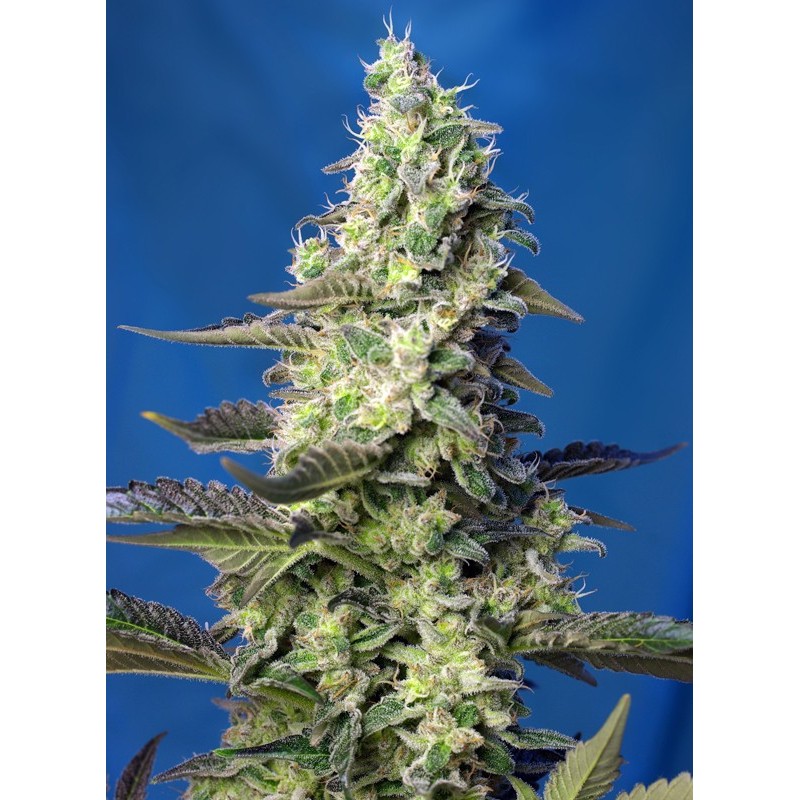 GREEN POISON XL AUTO · Sweet Seeds · cannabis seeds · AutoFem