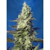 GREEN POISON XL AUTO · Sweet Seeds · cannabis seeds · AutoFem