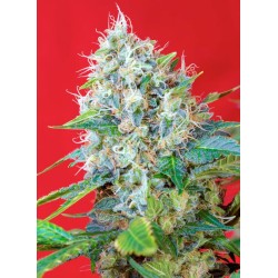 GREEN POISON · Sweet Seeds...
