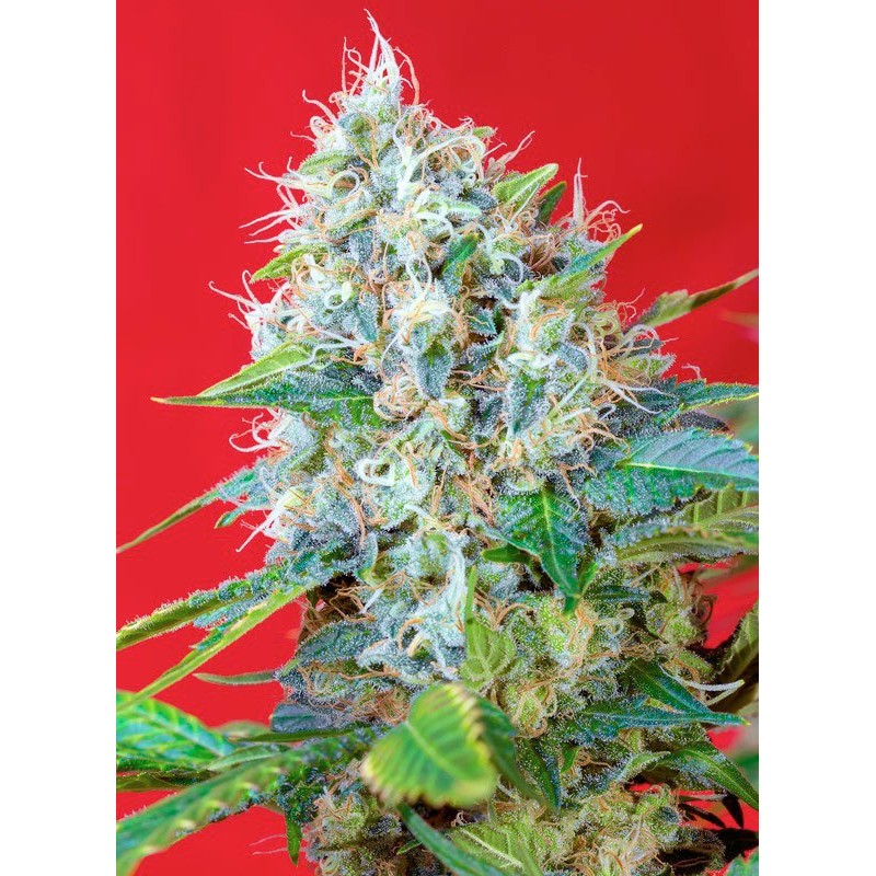 GREEN POISON · Sweet Seeds · cannabis seeds · Fem