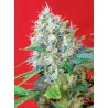 GREEN POISON · Sweet Seeds · cannabis seeds · Fem